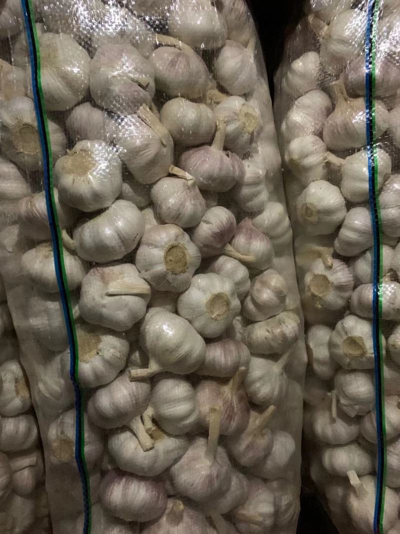 大蒜5060以上精品大蒜，净蒜毛蒜可以看货代