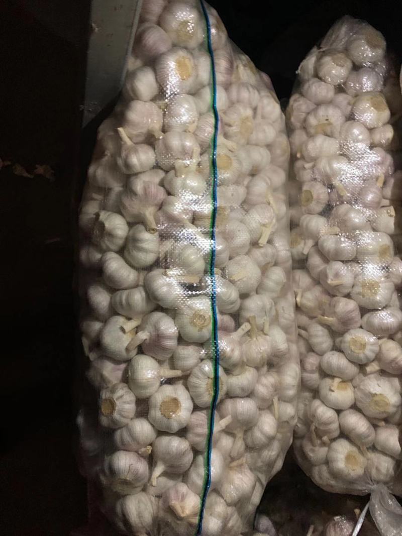大蒜5060以上精品大蒜，净蒜毛蒜可以看货代