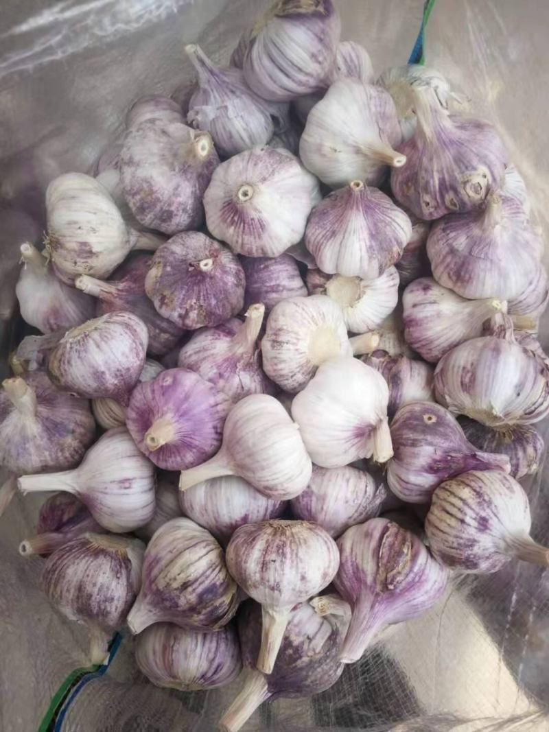 大蒜5060以上精品大蒜，净蒜毛蒜可以看货代