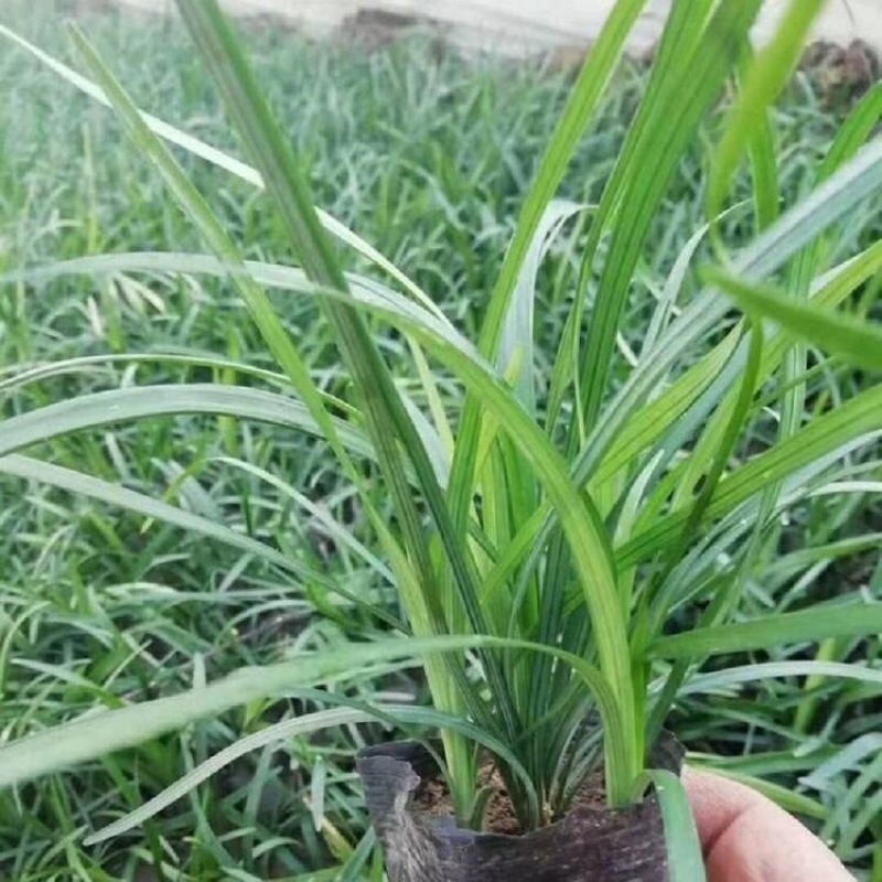 兰花三七，精品苗，基地直发，大量供应兰花三七苗