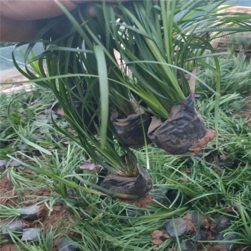 兰花三七，精品苗，基地直发，大量供应兰花三七苗