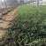 兰花三七，精品苗，基地直发，大量供应兰花三七苗