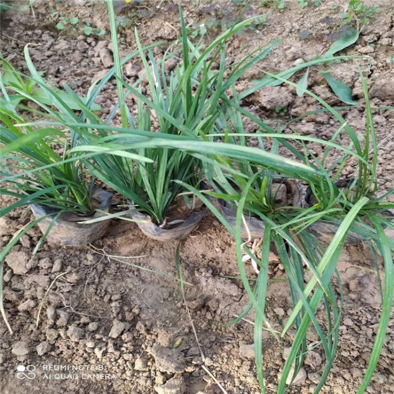 兰花三七，精品苗，基地直发，大量供应兰花三七苗