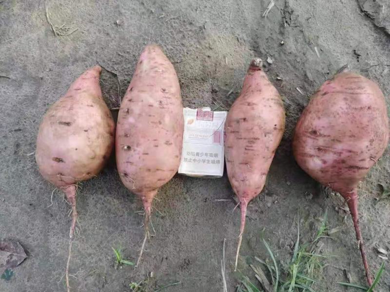 红薯，龙九，黄桃，鲜花生大量上市，，另西瓜红，红九洲，等