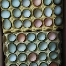 土鸡蛋，本公司两百亩山林养殖，纯散养土鸡蛋