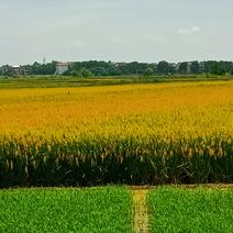 江西上饶早稻大量上市，产地直共量大从优品质保证