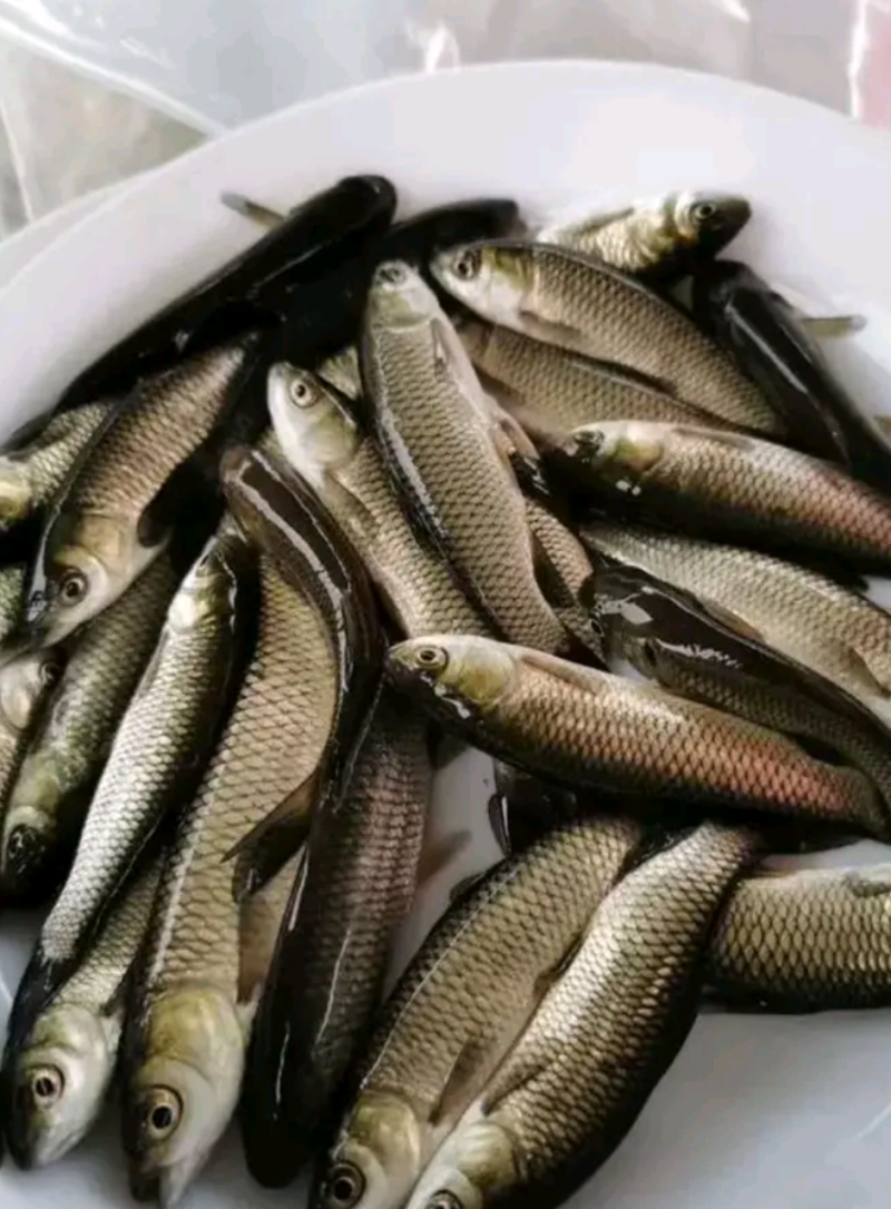 良种草鱼苗，打过疫苗，针水好养速度快大，产量高欢迎订购