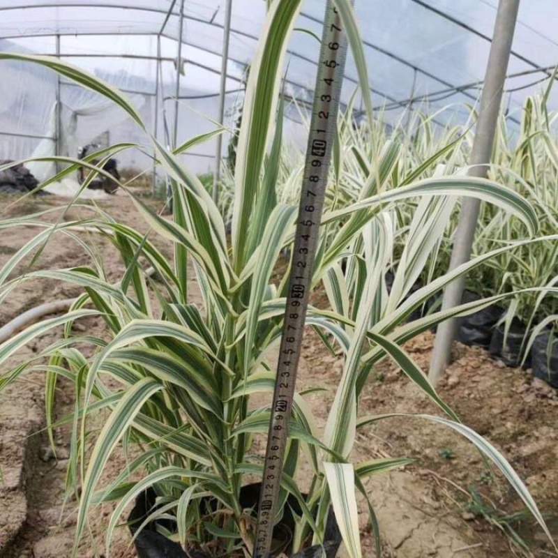花叶卢竹批发基地产地直发花叶芦竹种苗量大质优