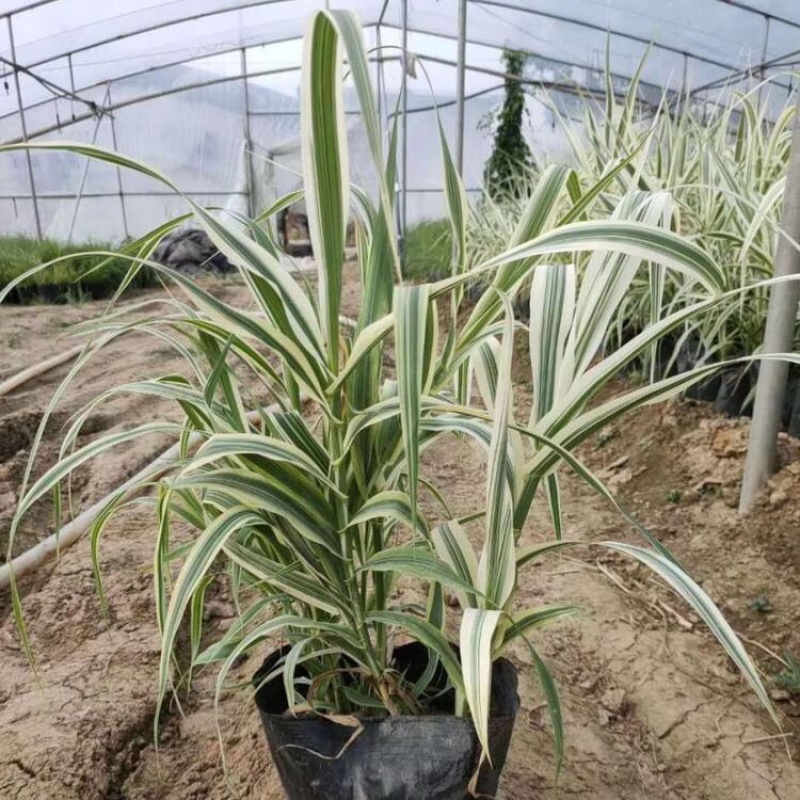 花叶卢竹批发基地产地直发花叶芦竹种苗量大质优
