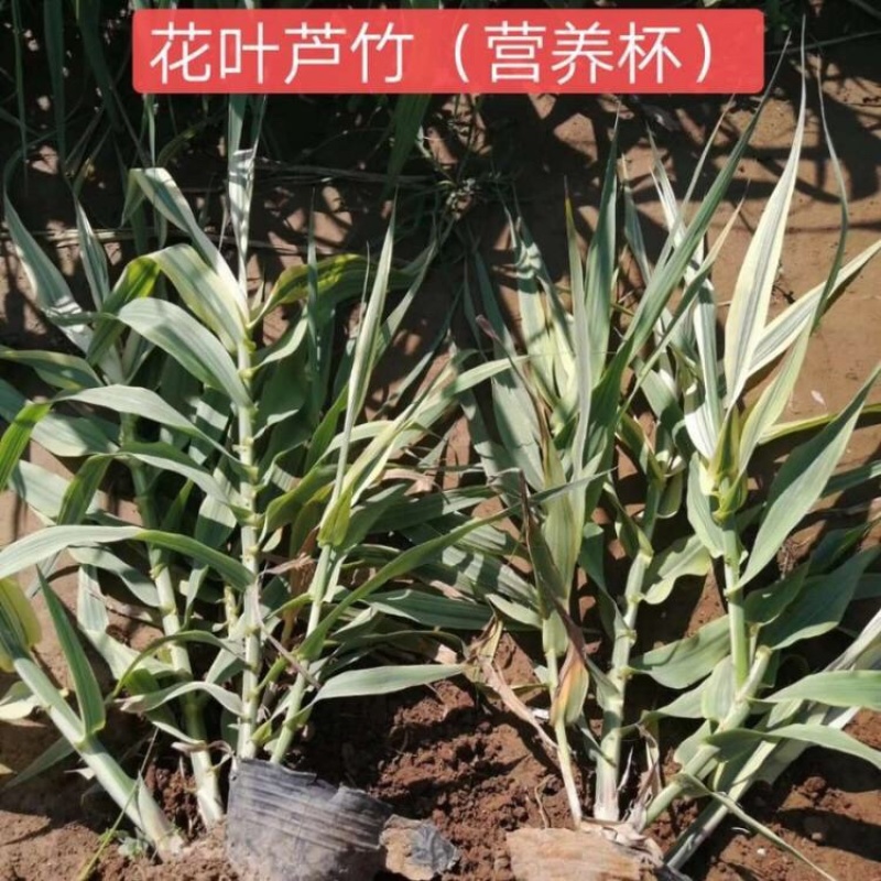 花叶卢竹批发基地产地直发花叶芦竹种苗量大质优