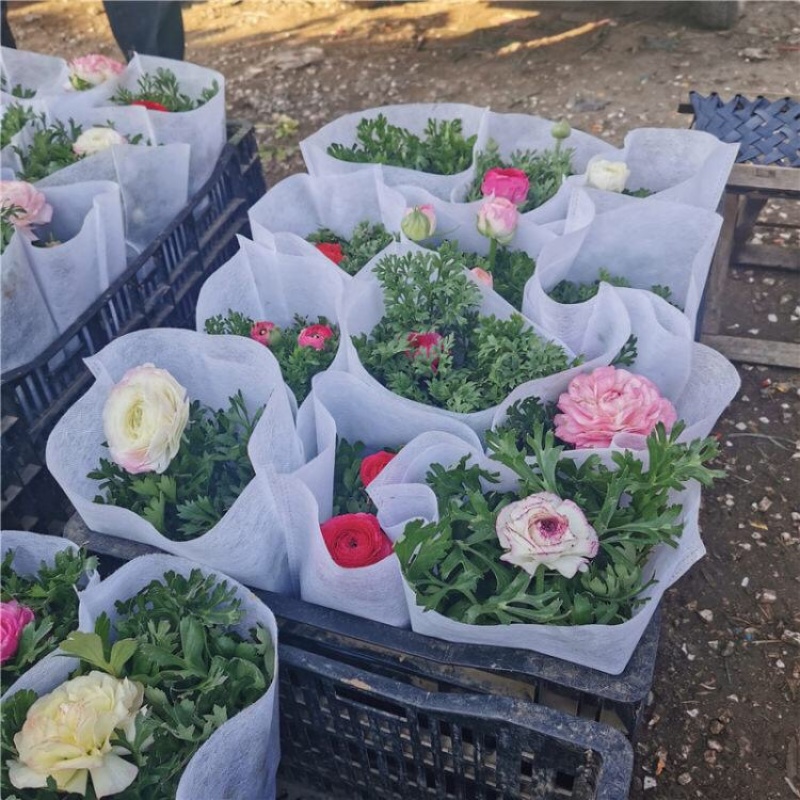 芹叶牡丹，精品芹叶牡丹，基地直发，大量供应