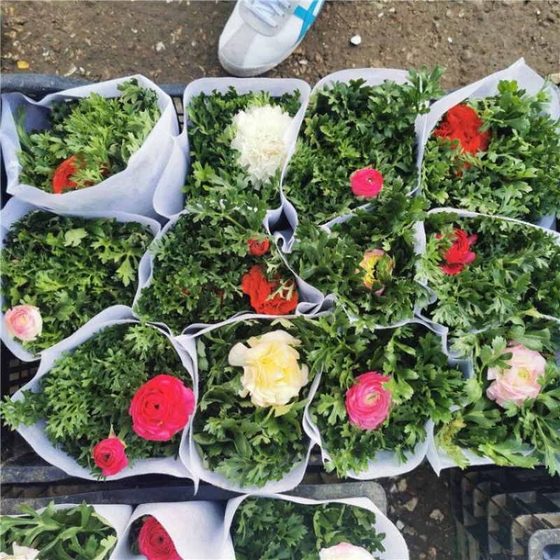 芹叶牡丹，精品芹叶牡丹，基地直发，大量供应
