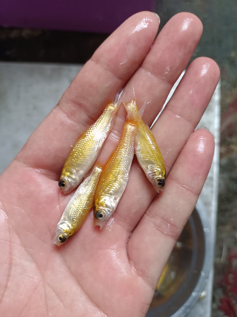 俄罗斯金草鱼苗.金丝草鱼苗,淡水养殖活体鱼苗批发