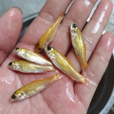 俄罗斯金草鱼苗.金丝草鱼苗,淡水养殖活体鱼苗批发