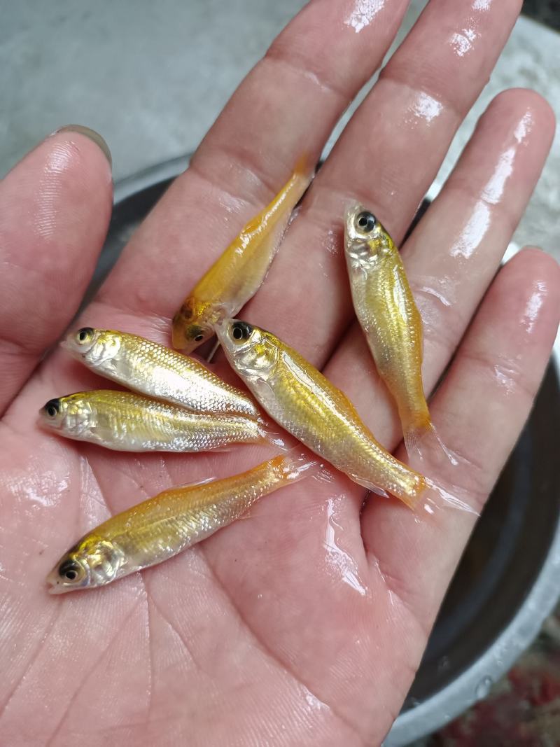 俄罗斯金草鱼苗.金丝草鱼苗,淡水养殖活体鱼苗批发