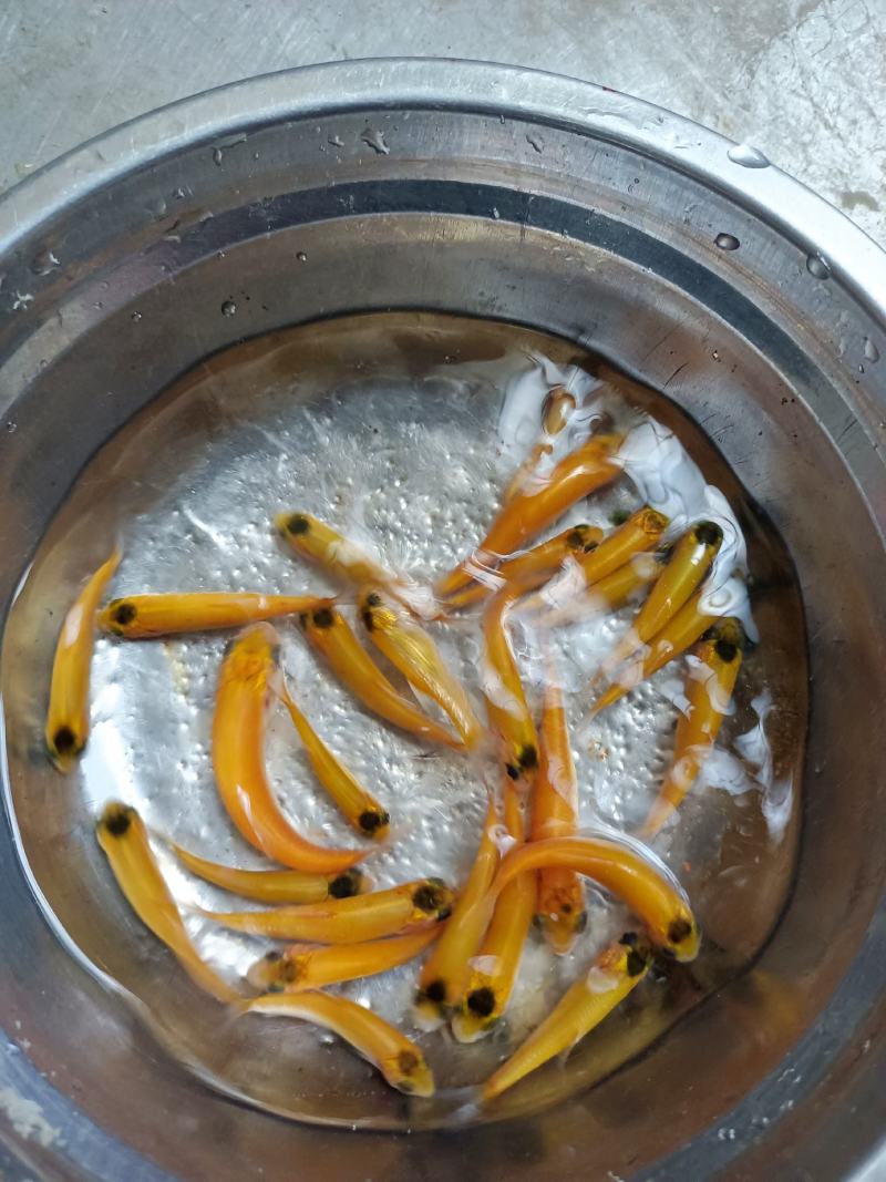 俄罗斯金草鱼苗.金丝草鱼苗,淡水养殖活体鱼苗批发