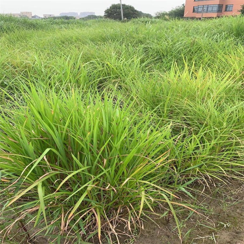 矢羽芒批发基地供应优质矢羽芒100万盆产地直发