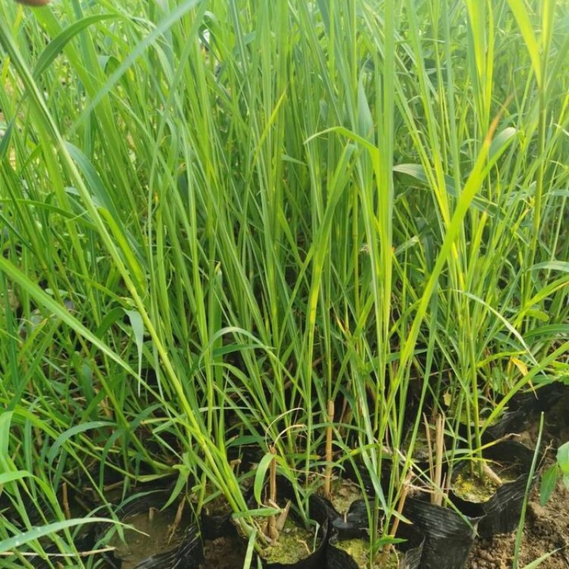 矢羽芒批发基地供应优质矢羽芒100万盆产地直发