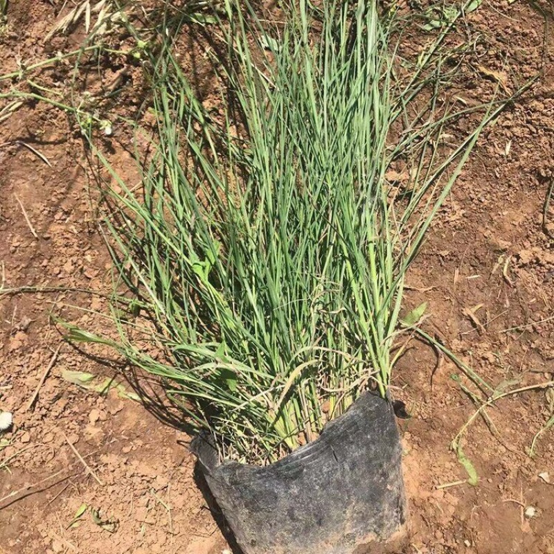 矢羽芒批发基地供应优质矢羽芒100万盆产地直发
