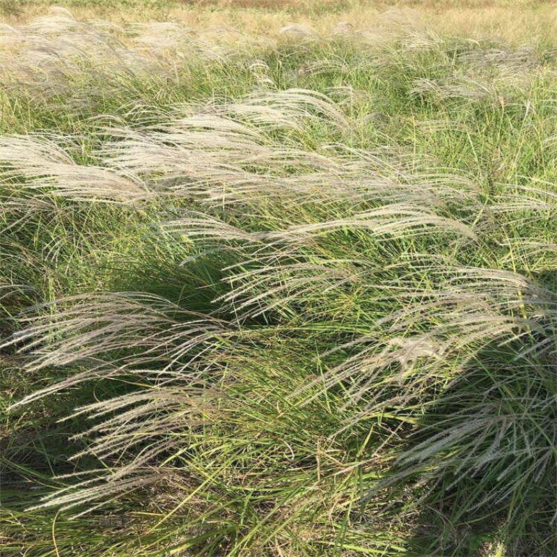 矢羽芒批发基地供应优质矢羽芒100万盆产地直发