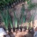 马兰批发基地马兰产地供应100万盆量大质优