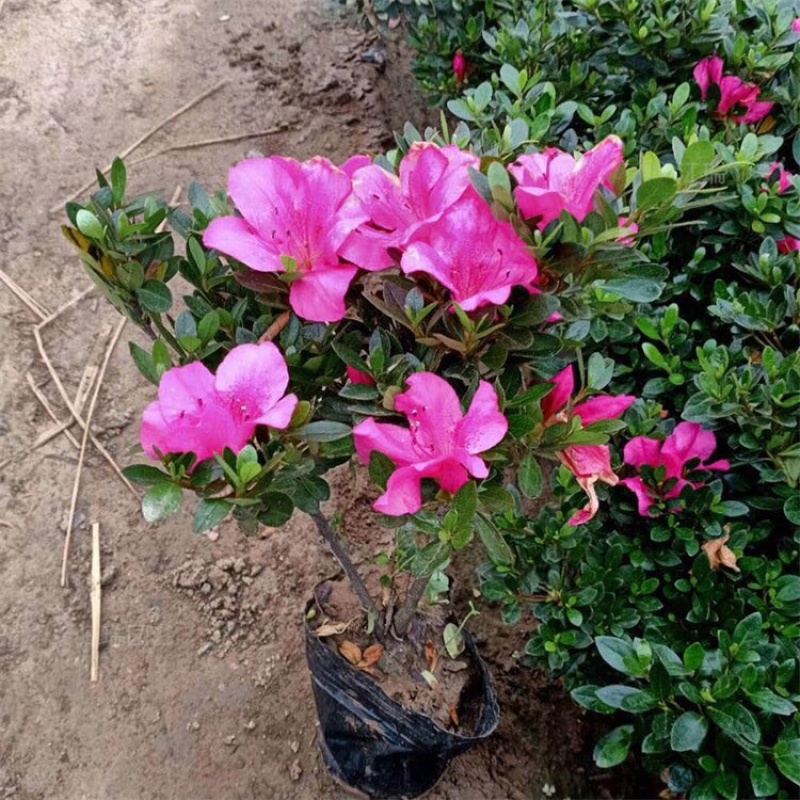 石岩杜鹃，种植基地，石岩杜鹃苗，产地直发