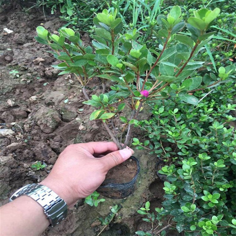 石岩杜鹃，种植基地，石岩杜鹃苗，产地直发