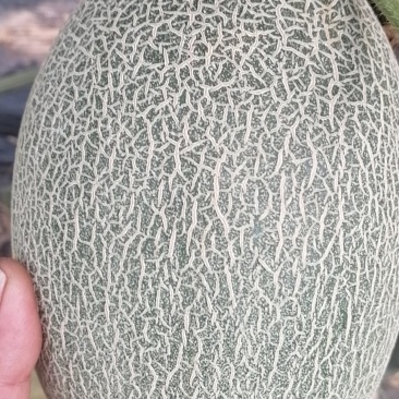 西洲蜜二五