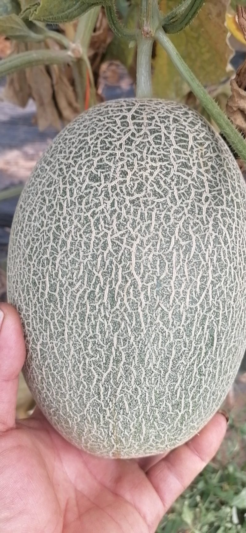 西洲蜜二五