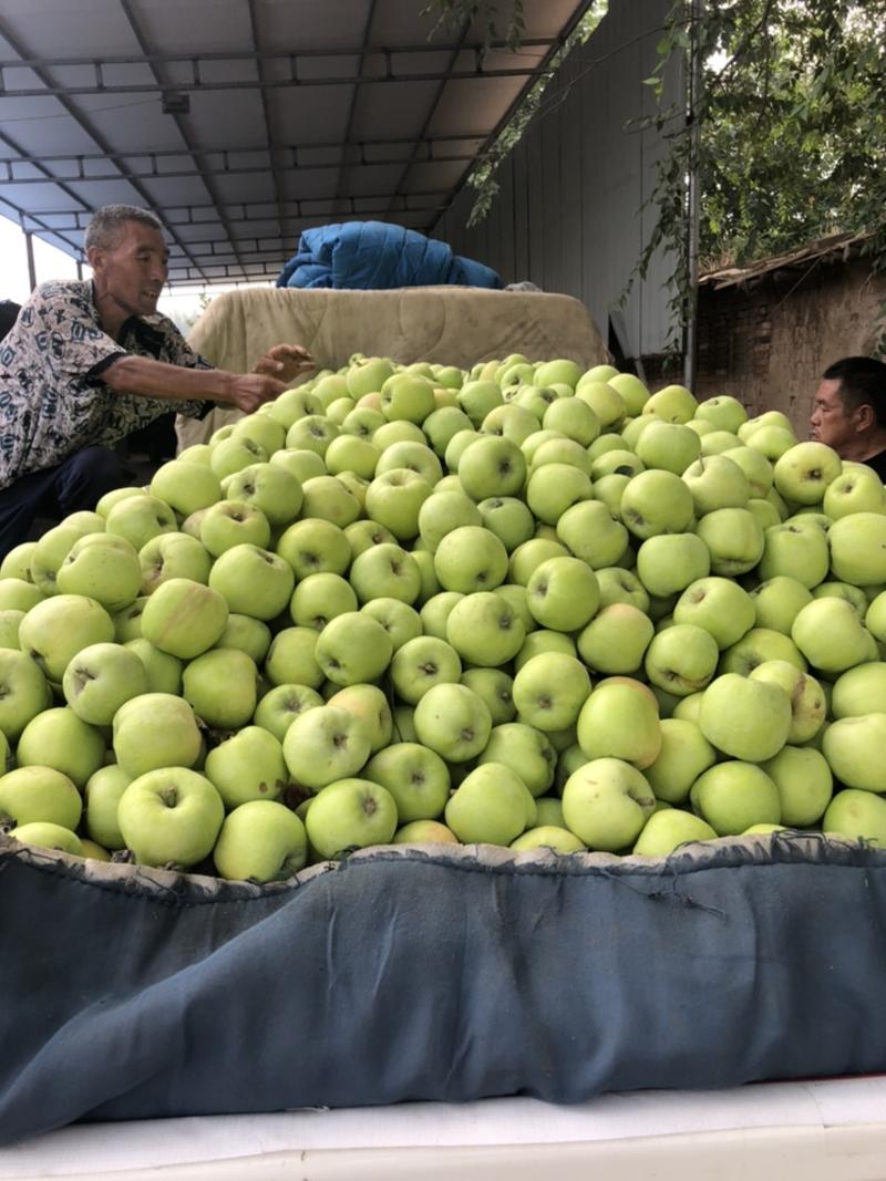 藤木苹果大量上市海量货源一手货源需要的联系我