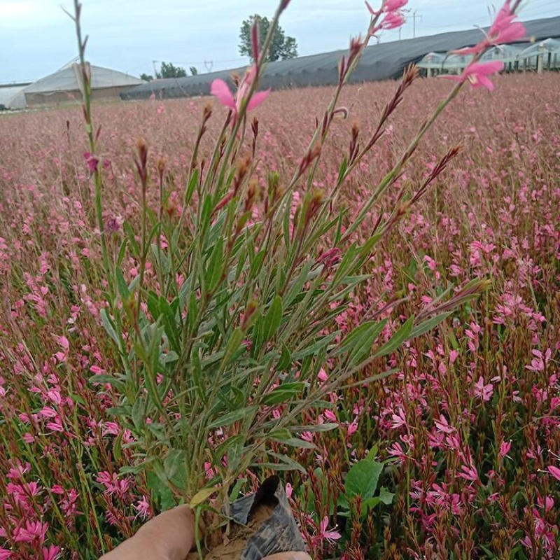 千鸟花批发基地产地供应优质千鸟花花苗100万盆