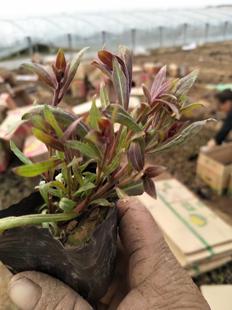 千鸟花批发基地产地供应优质千鸟花花苗100万盆