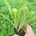 毛地黄，一手货源，精品苗，量大质优，大量供应