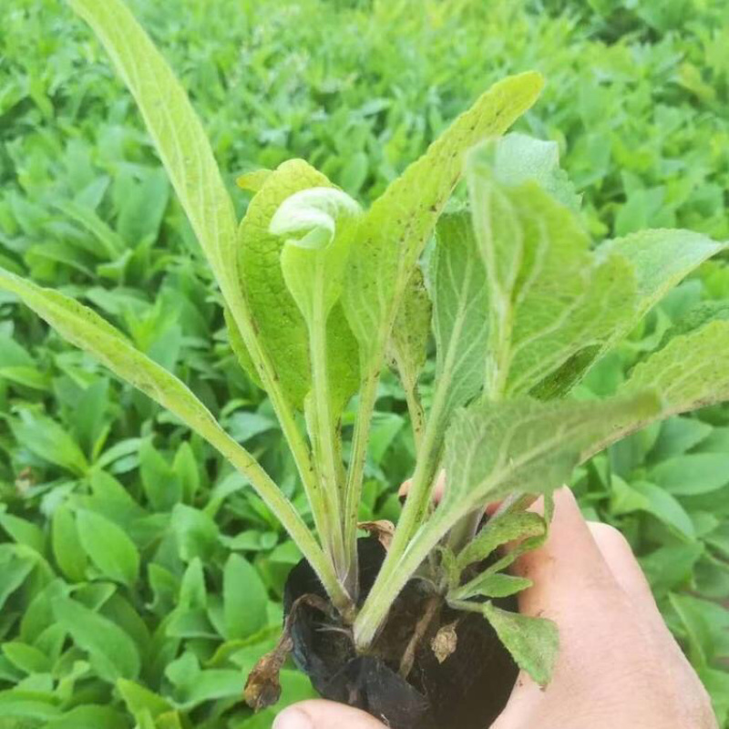 毛地黄，一手货源，精品苗，量大质优，大量供应