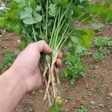 香菜
