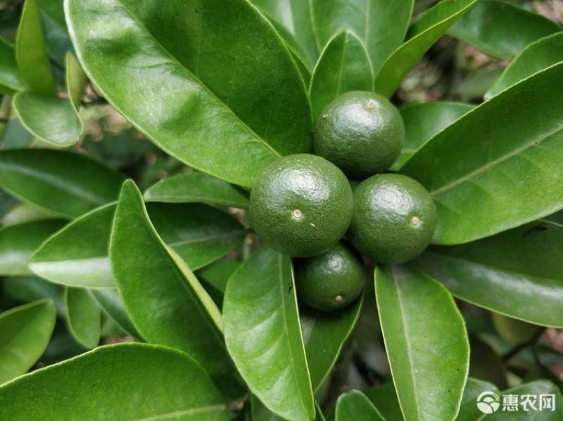 枳壳，大量广西枳壳供应，产地直销量大从优，欢迎订购