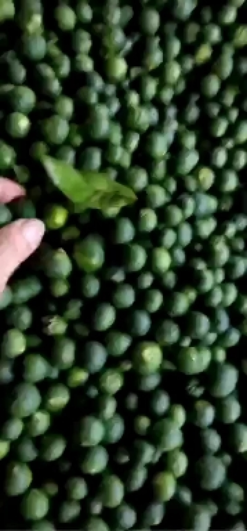 枳壳，大量广西枳壳供应，产地直销量大从优，欢迎订购