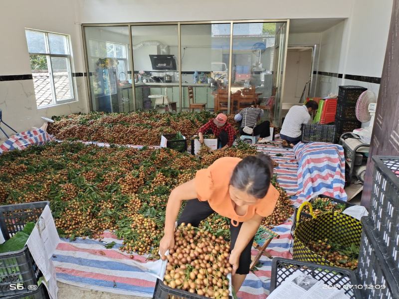 黑黄皮，黑金刚，大量发货中