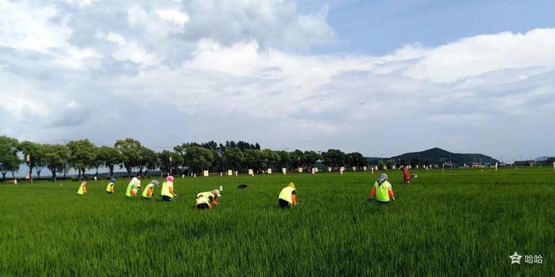 五常龙凤山是稻花香大米～有机肥，生物菌剂使用，10斤塑封