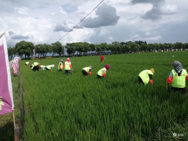 五常龙凤山是稻花香大米～有机肥，生物菌剂使用，10斤塑封