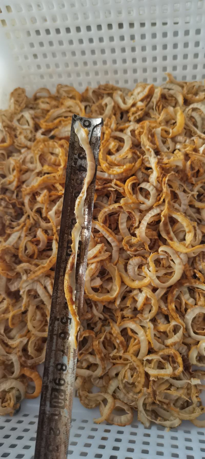 虾夷贝裙边，扇贝边