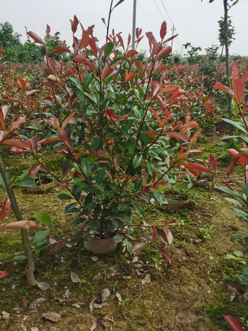 红叶石楠，红叶石楠小杯苗，桶苗，基地面积大，数量多。