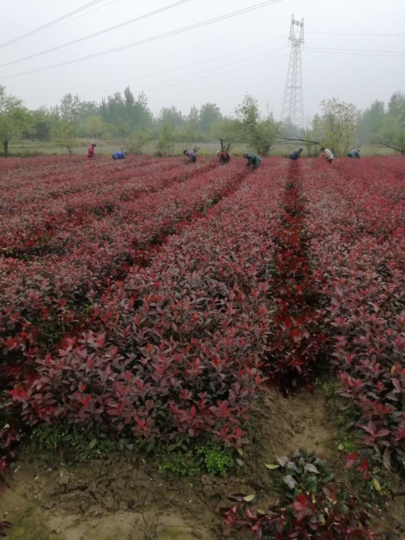 红叶石楠，红叶石楠小杯苗，桶苗，基地面积大，数量多。