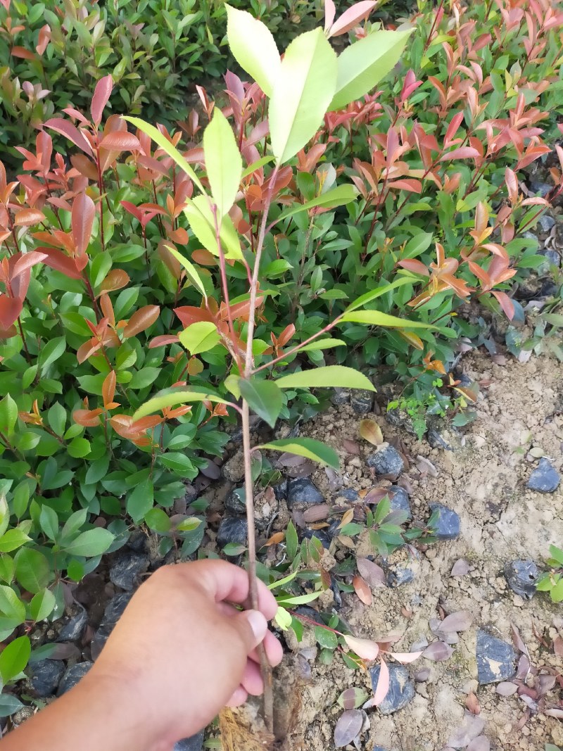 红叶石楠，红叶石楠小杯苗，桶苗，基地面积大，数量多。