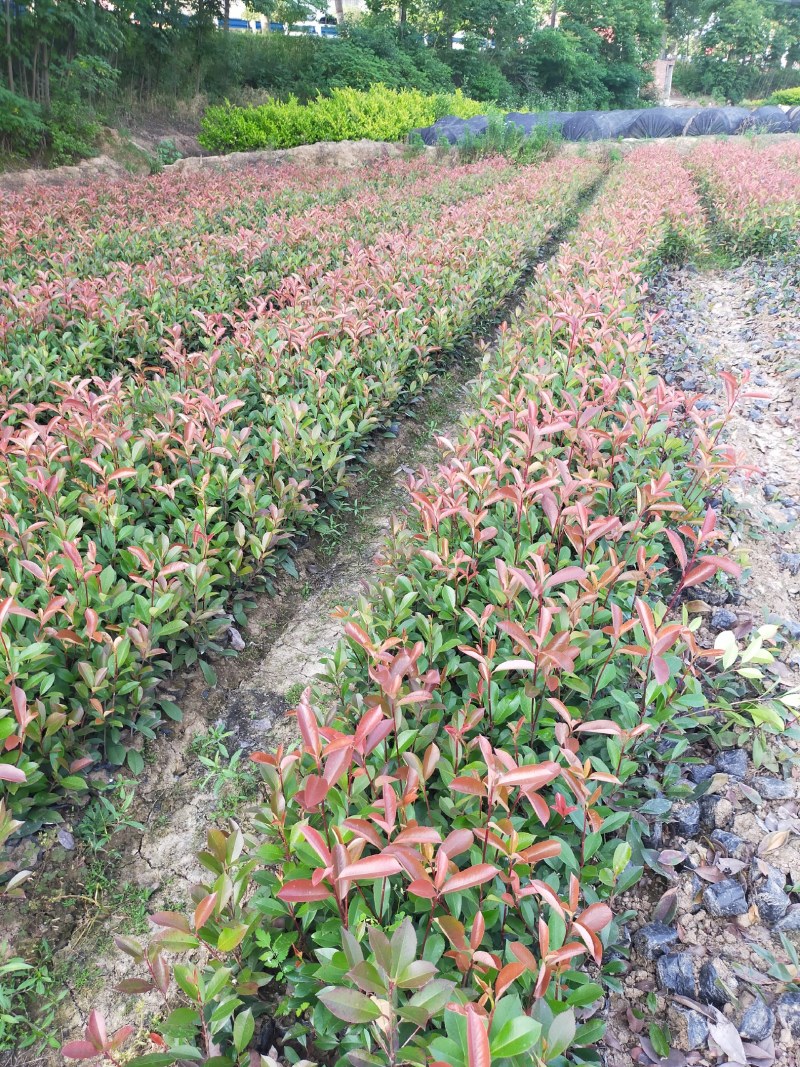 红叶石楠，红叶石楠小杯苗，桶苗，基地面积大，数量多。