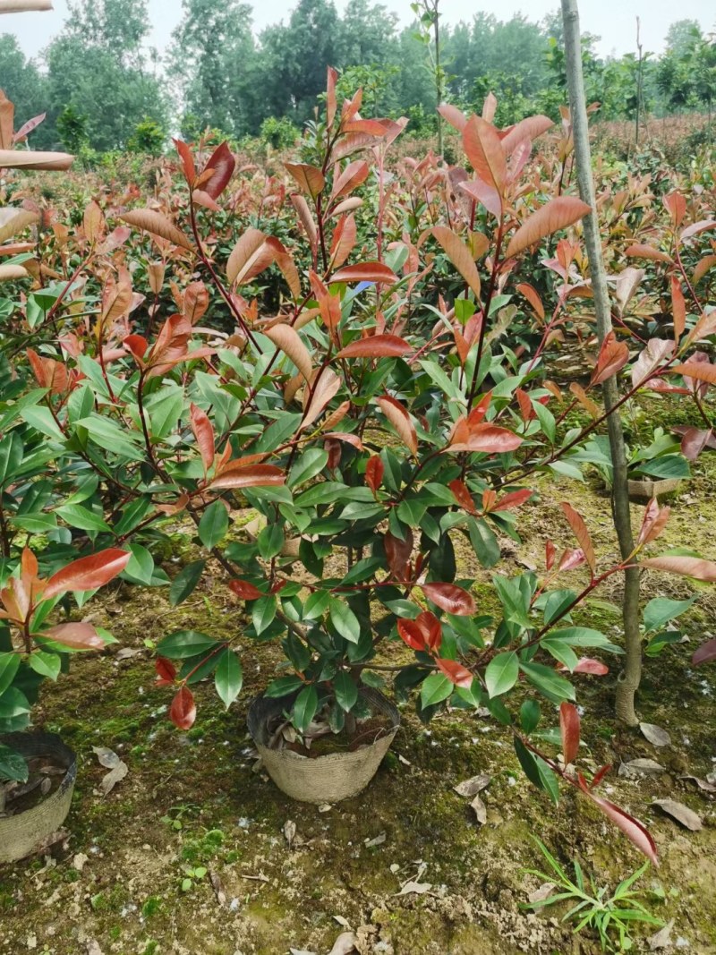 红叶石楠，红叶石楠小杯苗，桶苗，基地面积大，数量多。