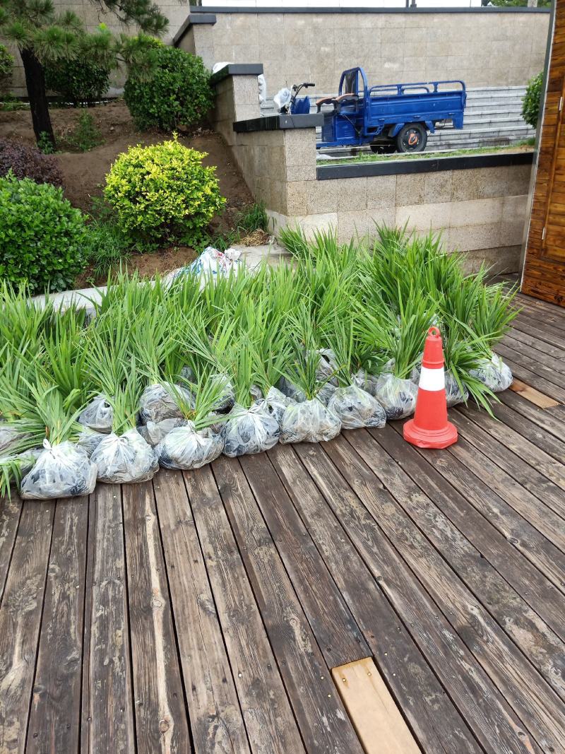 【精选】菖蒲苗，园林绿化，盆栽黄菖蒲基地直供欢迎选购
