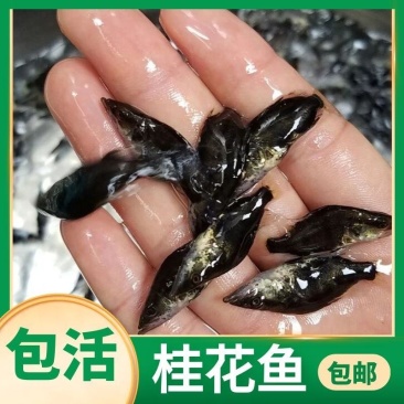 现货桂花鱼苗桂鱼苗淡水鱼苗鳜鱼苗路亚翘嘴鱼鳜鱼苗桂花斑