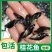 现货桂花鱼苗桂鱼苗淡水鱼苗鳜鱼苗路亚翘嘴鱼鳜鱼苗桂花斑