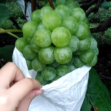 乐山青葡萄